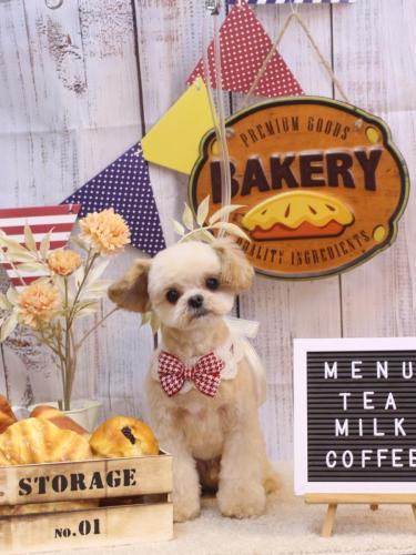 20240919だいくん